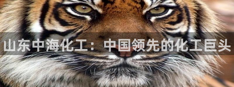 球盟会进不去吗