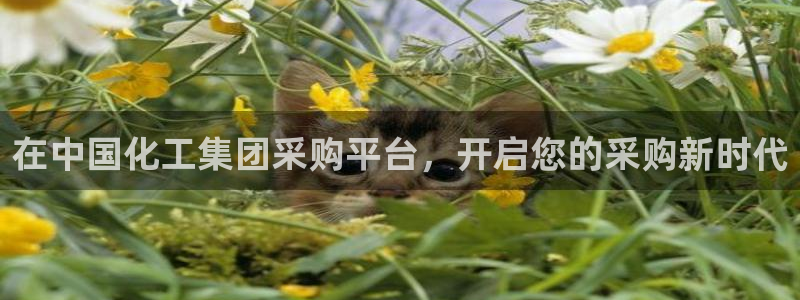 球盟会网页登录入口
