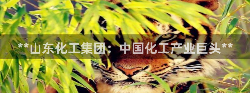 球盟会：**山东化工集团：中国化工产业巨